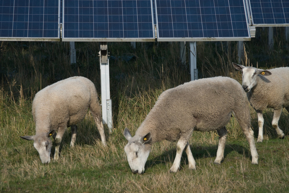 Farma solarna z owcami - nietypowy mariaż w służbie ekologii