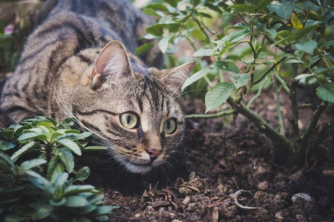 Jak odstraszyć koty z ogrodu?