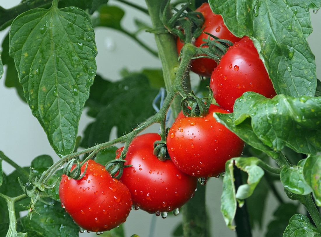 Jak przycinać sadzonki pomidora?