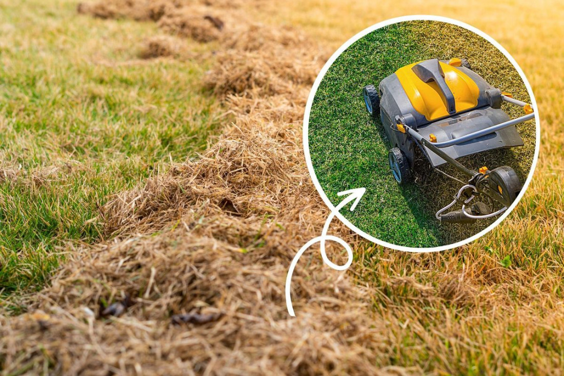 Jak zadbać o trawnik po zimie? Wiosną ten 1 zabieg jest niezbędny, by był gęsty i mocny. Nie przegap terminu